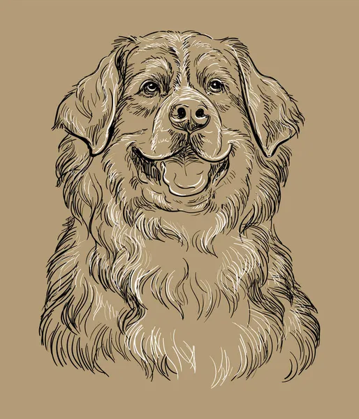 Tête Réaliste Chien Montagne Bernais Vecteur Dessin Main Illustration Isolée — Image vectorielle