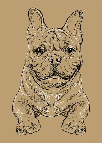 Bouledogue français vecteur dessin à la main vecteur brun — Image vectorielle