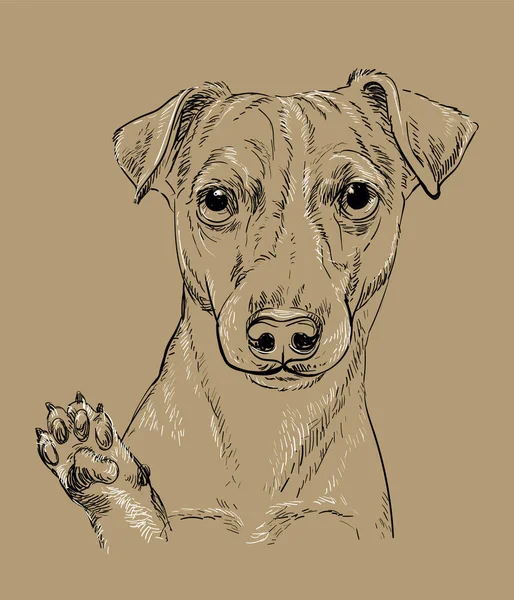 Tête Réaliste Jack Russel Terrier Chien Vecteur Dessin Main Illustration — Image vectorielle