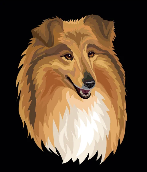 Tête Réaliste Collie Dog Illustration Vectorielle Couleur Isolée Sur Fond — Image vectorielle