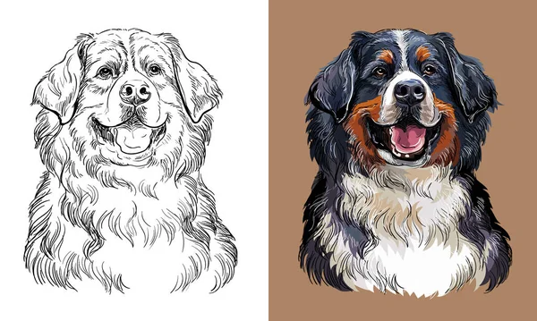 Realistic Isolated Head Bernese Mountain Dog Vector Hand Drawing Illustration — Wektor stockowy