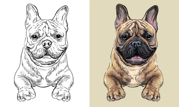 Realistic Isolated Head French Bulldog Dog Vector Hand Drawing Illustration — Vettoriale Stock