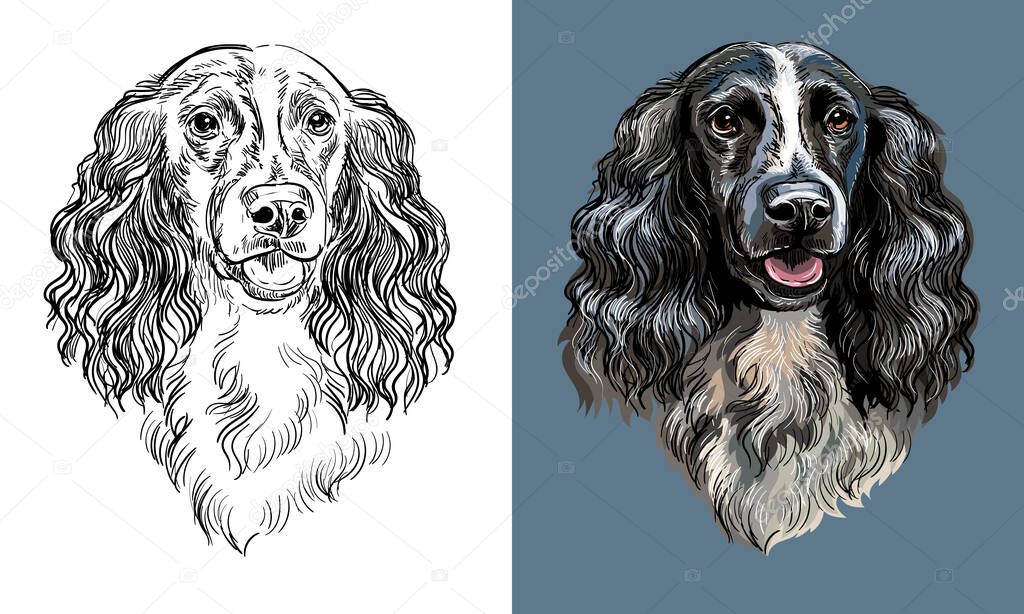 Realistic isolated head of spaniel dog vector hand drawing illustration monochrome and color. For decoration, coloring books, design, print, posters, postcards, stickers, t-shirt