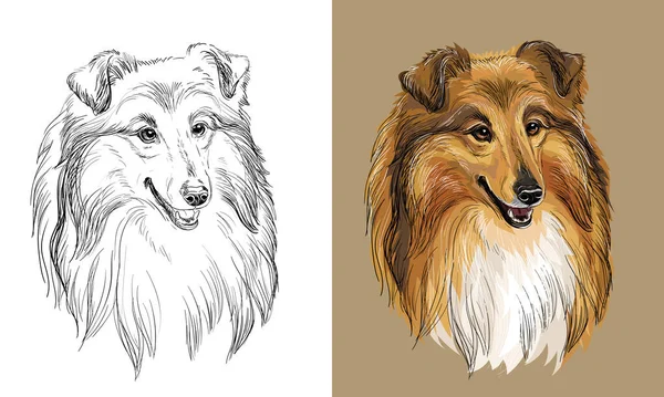 Realistic Isolated Head Collie Dog Vector Hand Drawing Illustration Monochrome — Archivo Imágenes Vectoriales