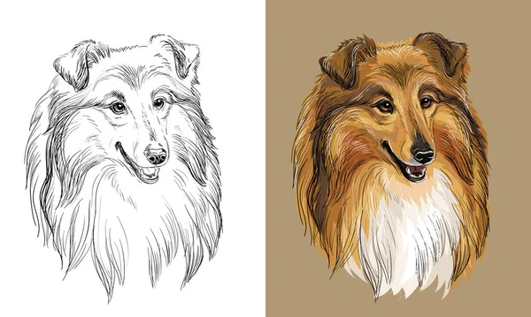 Realistic Isolated Head Collie Dog Vector Hand Drawing Illustration Monochrome — Διανυσματικό Αρχείο