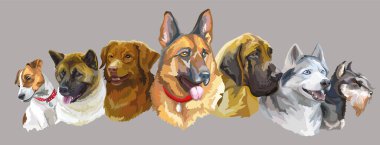 Farklı köpeklerin rengarenk gerçekçi vektör portreleri. Vektör izole illüstrasyon. Gri arkaplanda yatay pankart. Baskı, dekor, tasarım, kartlar, çıkartmalar, tişörtler, posterler için
