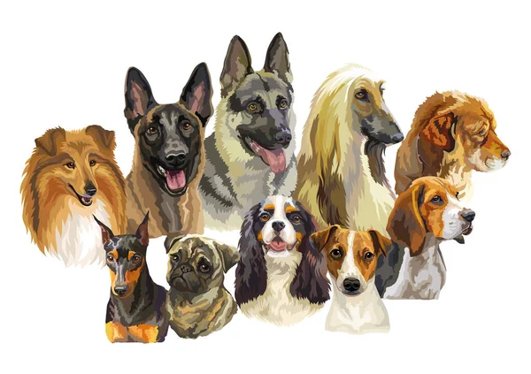 Conjunto Retratos Vetoriais Realistas Coloridos Diferentes Raças Cães Ilustração Isolada — Vetor de Stock