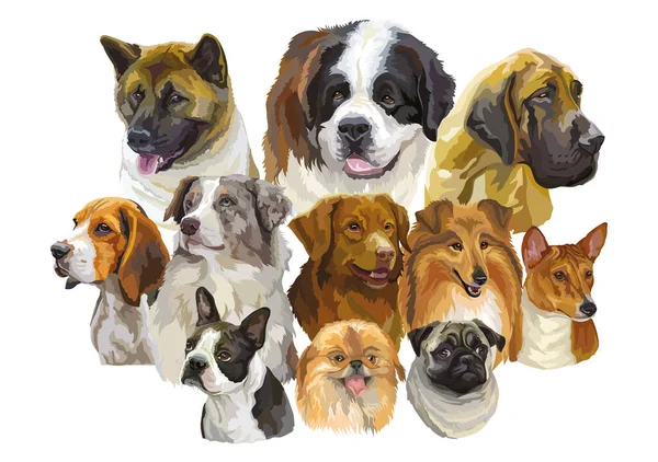 異なる犬の品種のカラフルな現実的なベクトルの肖像画の大きなセット ベクトル分離図 白い背景の水平方向のバナー デザイン カード ステッカー Tシャツ ポスター用 — ストックベクタ