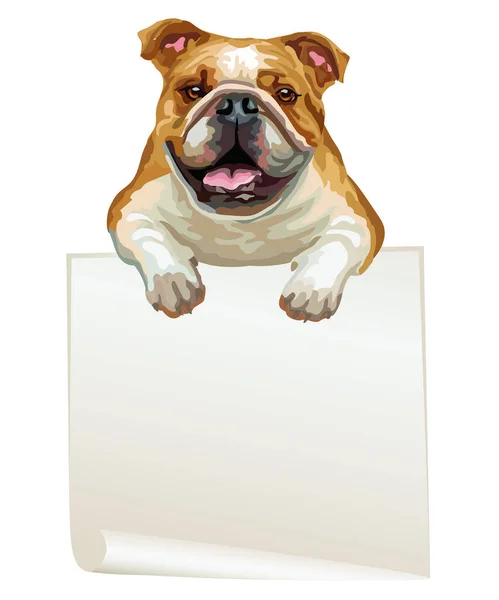 リアルなブルドッグベクトルイラストと空のバナー 白い背景にテンプレートで隔離された犬 デザイン Tシャツ バナー ポスター用 ベクターイラスト — ストックベクタ
