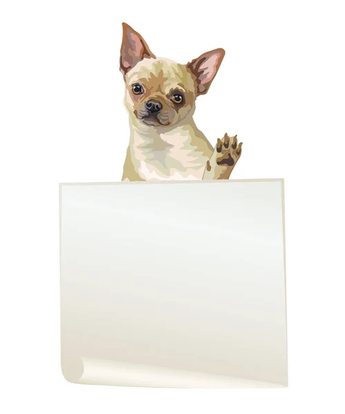 Bannière Vide Avec Illustration Vectorielle Chihuahua Réaliste Pour Chien Chien — Image vectorielle