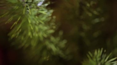 Light festive bokeh background, Christmas tree decoration.