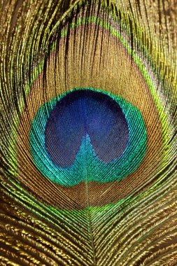 Parlayan Tavuskuşu tüyü parçası. Makro çekim.