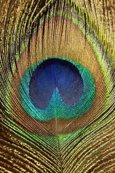 Parlayan Tavuskuşu tüyü parçası. Makro çekim.