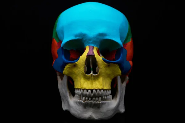 배경에 색상의 의료용 두개골 상담에 — 스톡 사진