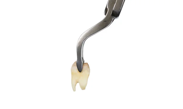 Зуб Стоматологическом Инструменте Лифт Извлечения — стоковое фото