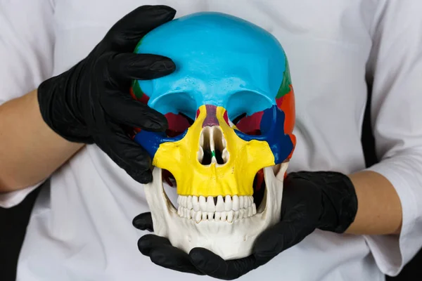Colored Skull Made Plaster Hands Doctor Black Gloves — Stock Photo, Image