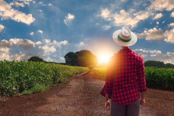 种植大豆农场前戴帽子的农民 — 图库照片