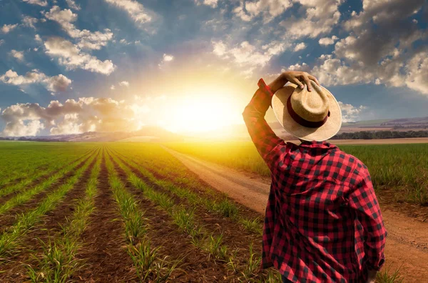 Agricoltore Con Cappello Fronte Alla Piantagione Mais Azienda Agricola — Foto Stock