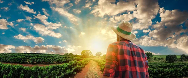 Contadino Con Cappello Fronte Una Piantagione Caffè Giorno Tramonto Azienda — Foto Stock