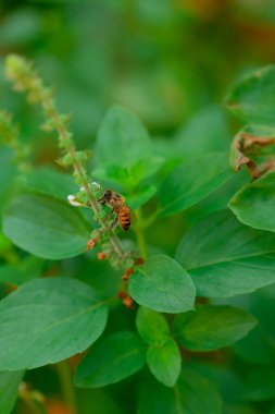 Yeşil fesleğen çiçekli arı. Baharda bir böceğin makro fotoğrafı.