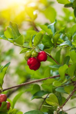 Taze organik Acerola kirazı. Thai ya da Acerola kirazları gün batımlı ağaçta. Acerola Güney Amerika 'da özellikle Brezilya' da ünlü bir meyvedir..