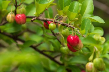 Taze organik Acerola kirazı. Thai ya da Acerola kirazları gün batımlı ağaçta. Acerola Güney Amerika 'da özellikle Brezilya' da ünlü bir meyvedir..