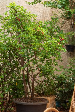 Taze organik Acerola kirazı. Thai ya da Acerola kirazları gün batımlı ağaçta. Acerola Güney Amerika 'da özellikle Brezilya' da ünlü bir meyvedir..