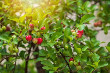 Taze organik Acerola kirazı. Thai ya da Acerola kirazları gün batımlı ağaçta. Acerola Güney Amerika 'da özellikle Brezilya' da ünlü bir meyvedir..