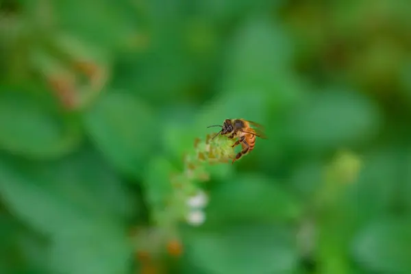 Včela Zelené Bazalce Makro Foto Chyby Jaře — Stock fotografie