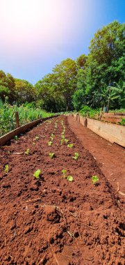 Güneşli bir günde çiftlikte birkaç tohum ekmek. Büyüyen bitkiler. 
