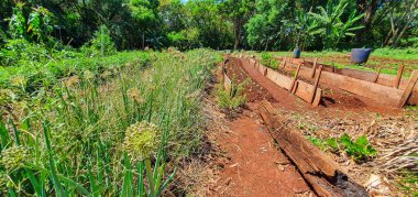 Bitki yetiştiriyorum. Güneşli bir günde çiftlikte çeşitli sebzelerle soğan çiftliği. 