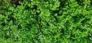 Bitki yetiştiriyorum. Güneşli günlerde çiftlikte maydanoz çiftliği ve çeşitli sebzeler. Metin için boşluk.