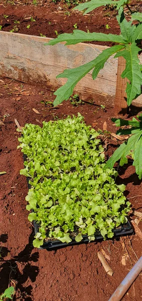 Plántulas Varias Plantaciones Granja Día Soleado Plantas Cultivo — Foto de Stock