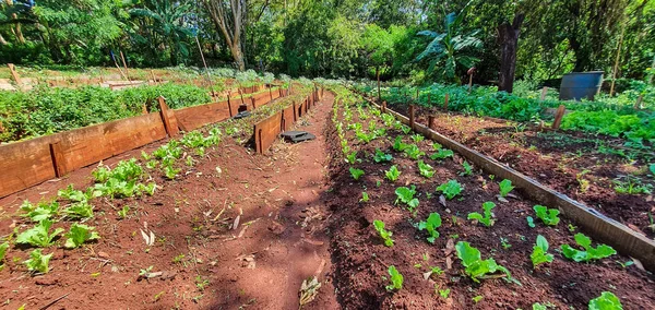 Des Plantes Croissance Plantation Avec Divers Légumes Ferme Dans Journée — Photo