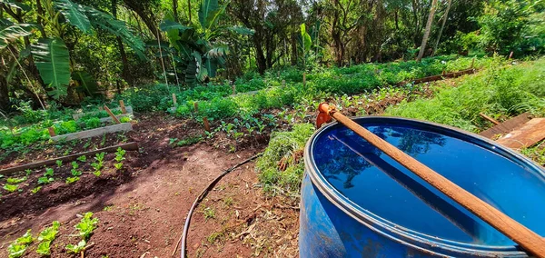 Planten Kweken Plantage Met Diverse Groenten Boerderij Zonnige Dag — Stockfoto