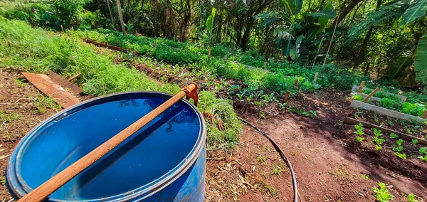 Planten Kweken Plantage Met Diverse Groenten Boerderij Zonnige Dag — Stockfoto