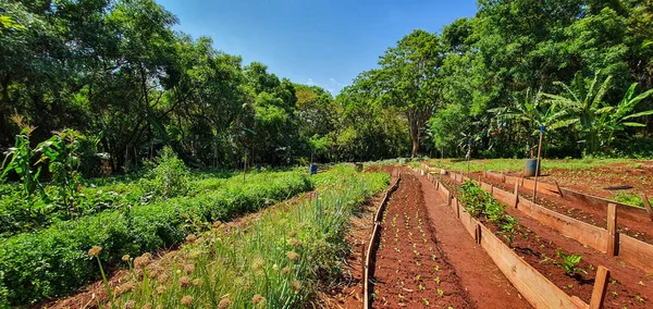 Pflanzen Anbauen Plantage Mit Verschiedenen Gemüsesorten Auf Dem Bauernhof Bei — Stockfoto