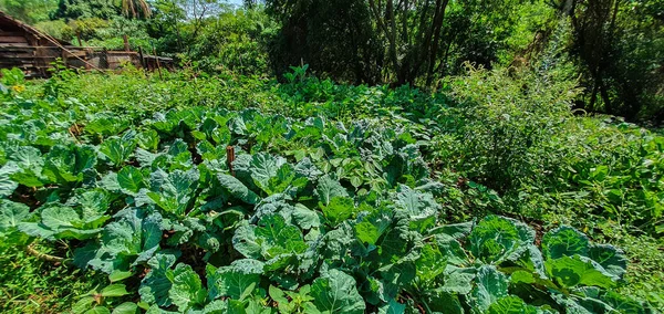 Pflanzen Anbauen Grünkohlplantage Und Verschiedene Gemüsesorten Auf Dem Bauernhof Bei — Stockfoto