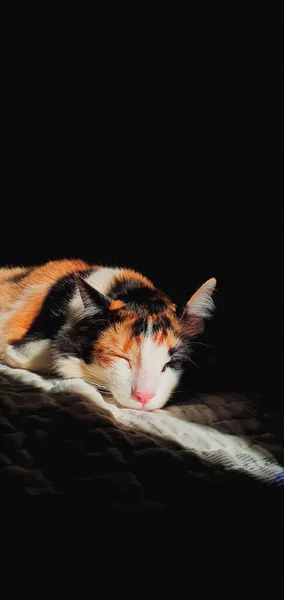 Трёхцветная Кошка Спит Солнце Cat Low Key — стоковое фото