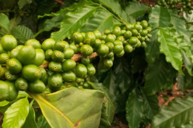 Sarmaşıkta yeşil kahve. Kahve çiftliği..