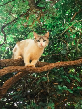 Öğleden sonra güneşinde yapraklı ağaçta beyaz kedi.