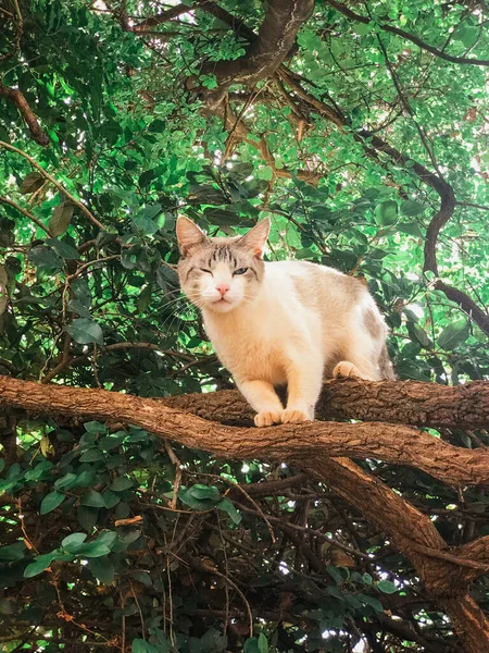 Vit Katt Lövträdet Eftermiddagssolen — Stockfoto
