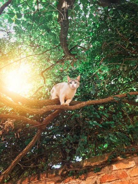 在下午的阳光下 绿树成荫的树上有一只白猫 — 图库照片