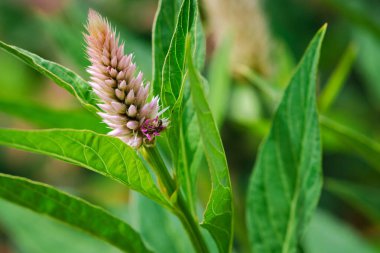 Yeşil mor çiçekli arı. Baharda bir böceğin makro fotoğrafı.