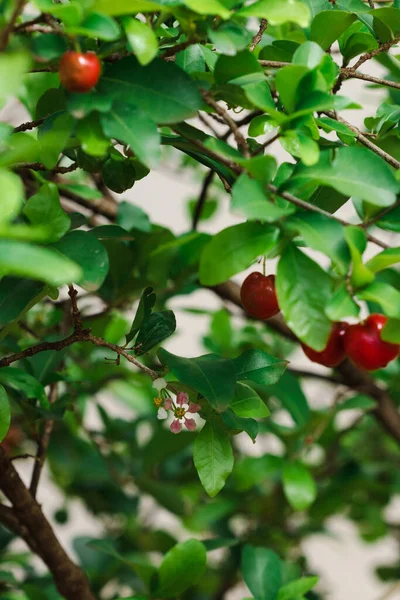 Cerise Acerola Biologique Fraîche Cerises Thaïlandaises Acérola Fruits Sur Arbre — Photo