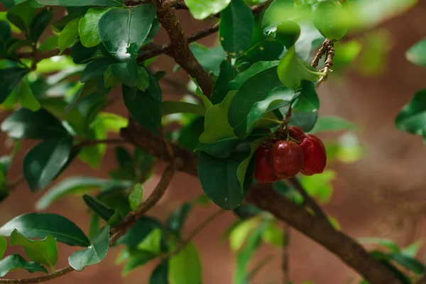 Taze Organik Acerola Kirazı Thai Acerola Kirazları Gün Batımlı Ağaçta — Stok fotoğraf