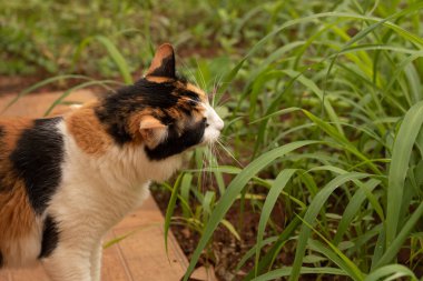Ev bahçesinde yeni çim yiyen kedi.