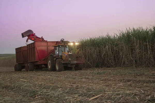 Máquina Colheita Trabalhando Uma Plantação Cana Açúcar Fundo Céu Nublado — Fotografia de Stock