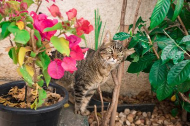 Bahçede pembe çiçeğin yanındaki tekir kedi