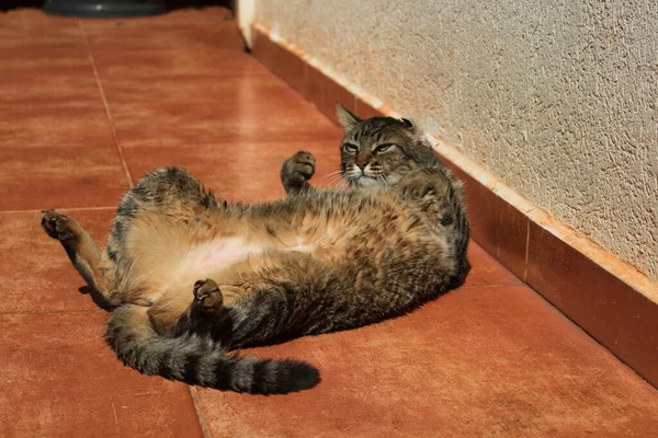 Tabby Kucing Mandi Taman Cerah — Stok Foto